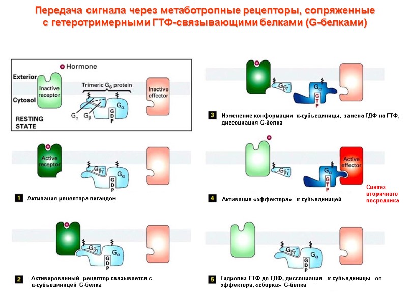 Передача сигнала через метаботропные рецепторы, сопряженные   с гетеротримерными ГТФ-связывающими белками (G-белками) Активация